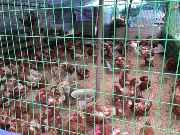 닭 사진 (기사와 관련 없음) ⓒGBN뉴스 자료사진